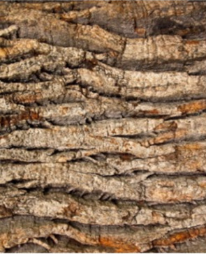 Textura inspiracion Nature